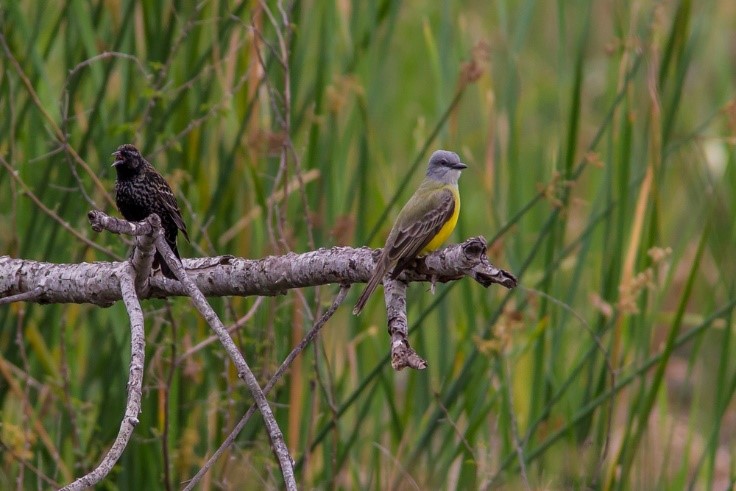 2 birds on branch surrounded by grass