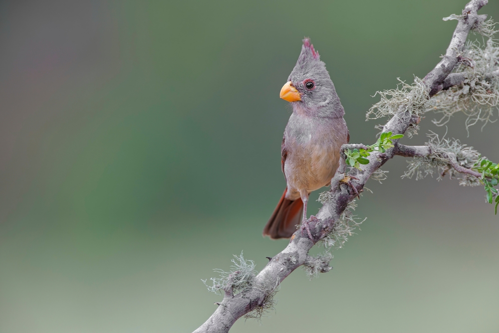 Photo of a bird on a branch