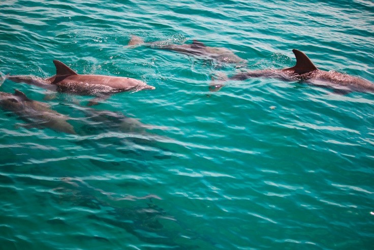 dolphins swimming