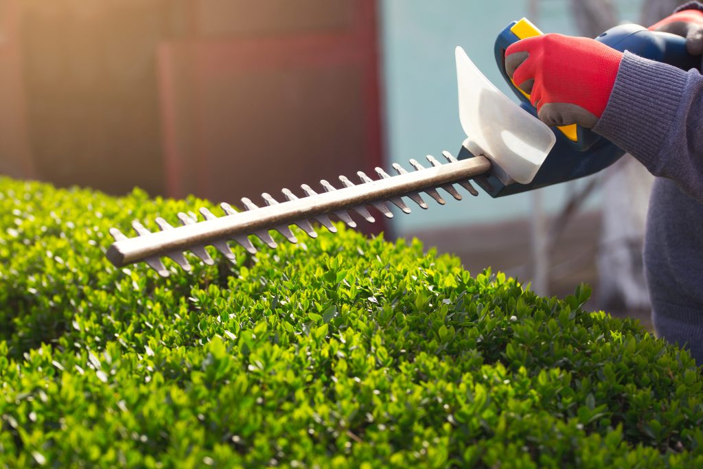 A gloved hand trimming a bush with an electric hedge trimmer.