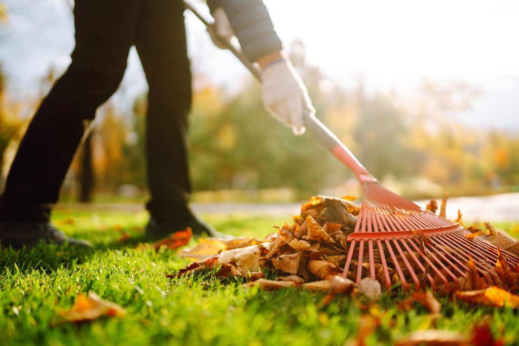 A person taking leaves in a sunny backyard.