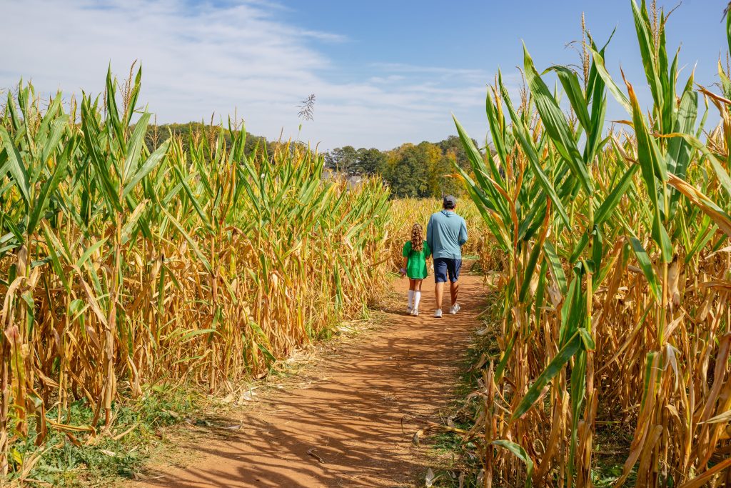 A dad and daughter walking in a corn maze.