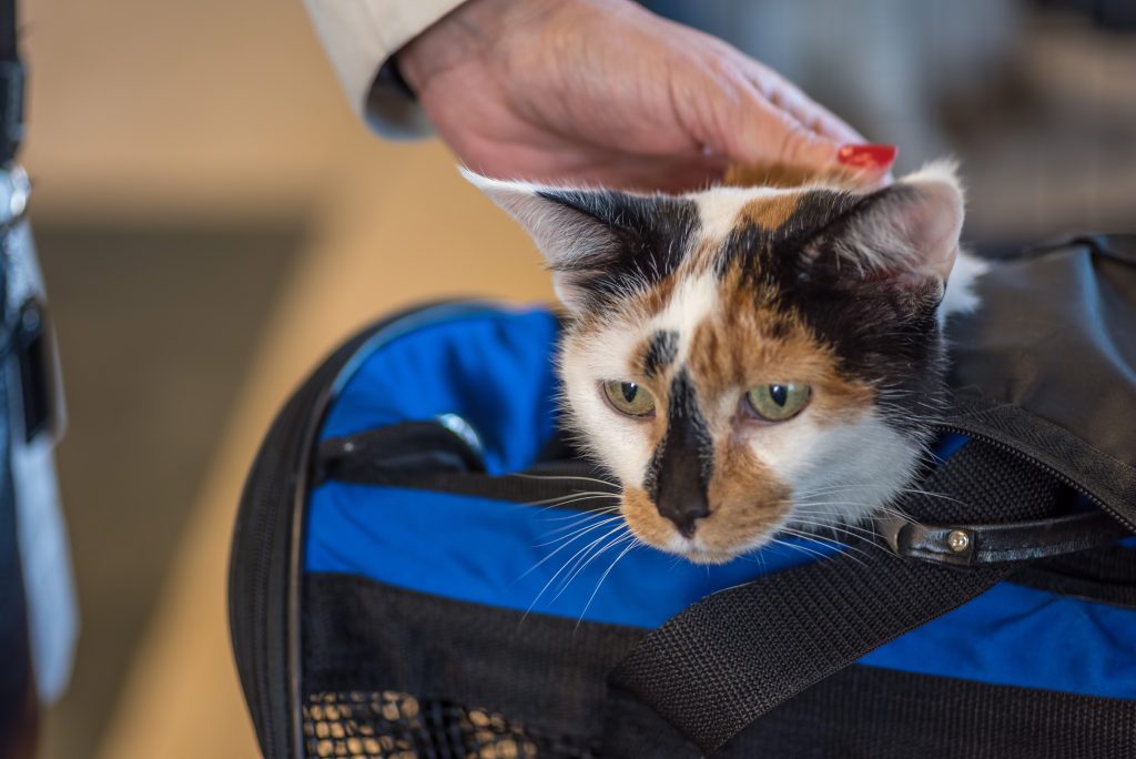 A calico cat with their head sticking out of a fabric carrier, receiving a pet from their owner.
