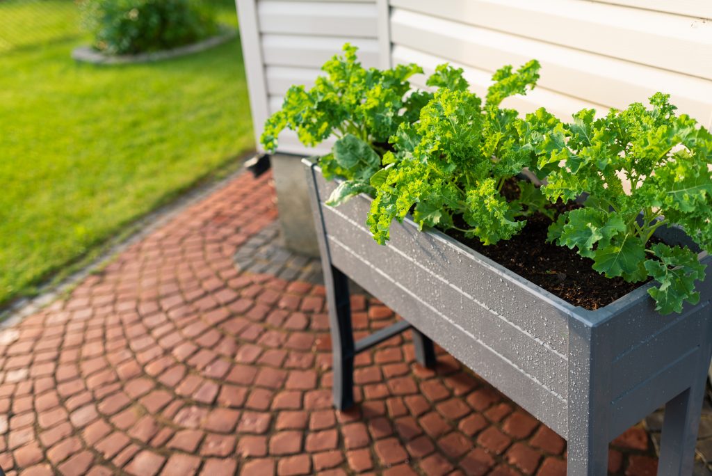 An elevated planter box with vegetables growing inside.