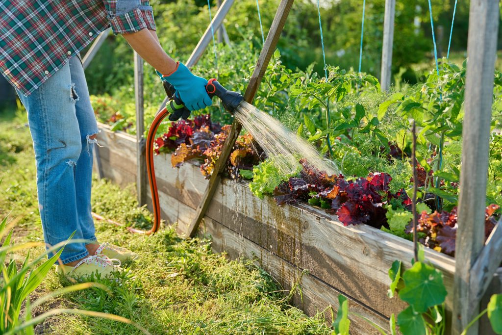 A woman leaning over a plantar box full of growing vegetables, watering them with a hose.